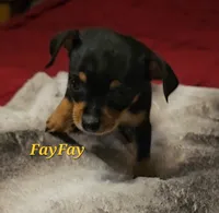 FayFay, a female Chihuahua for sale in Conroe, TX – 1 of 6