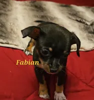 Fabian, a male Chihuahua for sale in Conroe, TX – 4 of 6