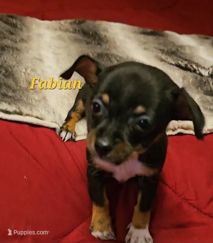 Fabian – Chihuahua puppy for sale in Conroe, TX
