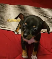 Fabian, a male Chihuahua for sale in Conroe, TX – 1 of 6
