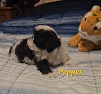 Pepper, a male Shih Tzu for sale in Conroe, TX – 3 of 8