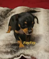 FayFay, a female Chihuahua for sale in Conroe, TX – 6 of 6