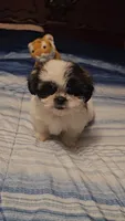 Bingo, a male Shih Tzu for sale in Conroe, TX – 4 of 5