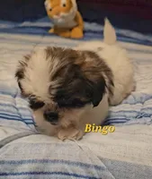 Bingo, a male Shih Tzu for sale in Conroe, TX – 7 of 9