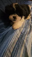 Luke, a male Shih Tzu for sale in Conroe, TX – 7 of 7