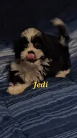 Jedi, a male Shih Tzu for sale in Conroe, TX – 3 of 8