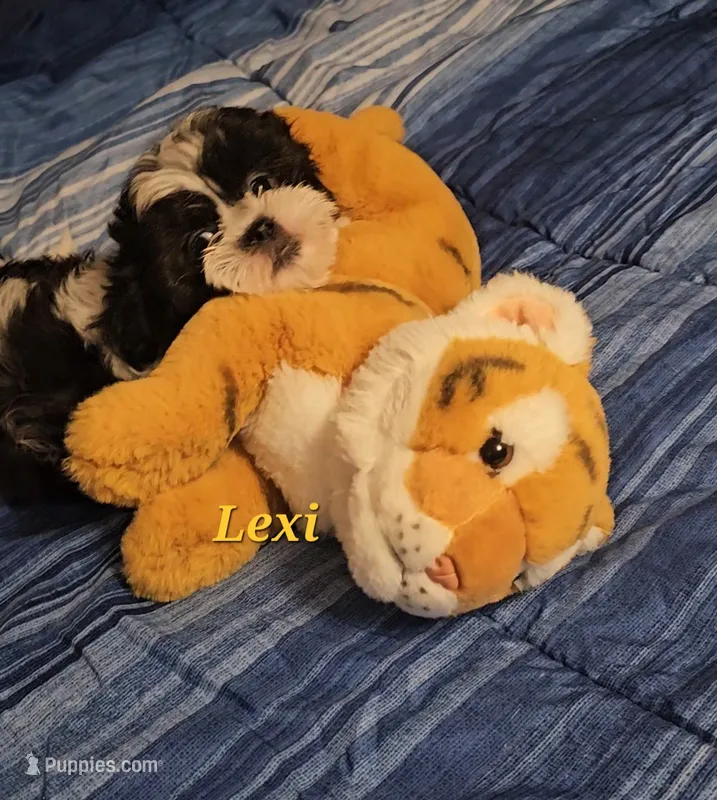 Lexi  – Shih Tzu puppy for sale in Conroe, TX