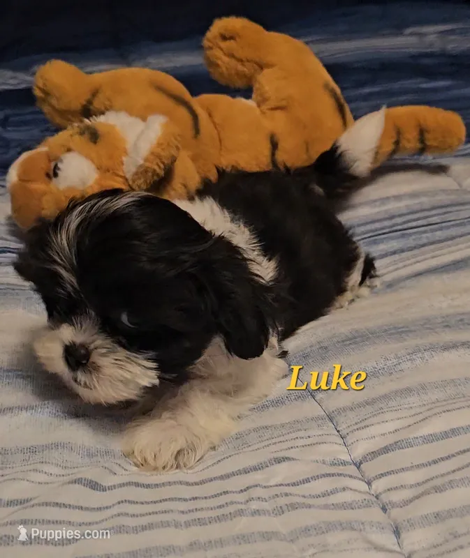 Luke – Shih Tzu puppy for sale in Conroe, TX
