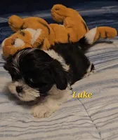 Luke, a male Shih Tzu for sale in Conroe, TX – 3 of 7