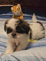 Bingo, a male Shih Tzu for sale in Conroe, TX – 2 of 5