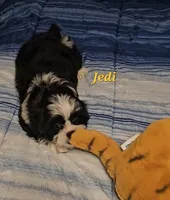 Jedi, a male Shih Tzu for sale in Conroe, TX – 2 of 8