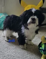 "New Pictures" Jedi, a male Shih Tzu for sale in Conroe, TX – 4 of 6
