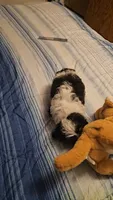 Pepper, a male Shih Tzu for sale in Conroe, TX – 8 of 8