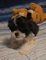 Luke, a male Shih Tzu for sale in Conroe, TX – 4 of 7