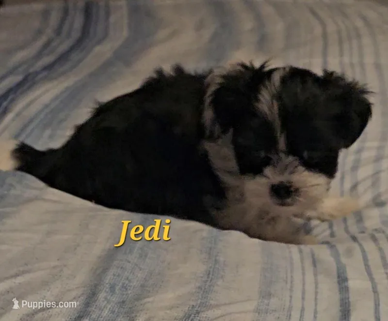 Jedi – Shih Tzu puppy for sale in Conroe, TX