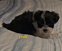 Jedi, a male Shih Tzu for sale in Conroe, TX – Photo 1 of 4