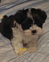 Jedi, a male Shih Tzu for sale in Conroe, TX – Photo 2 of 4