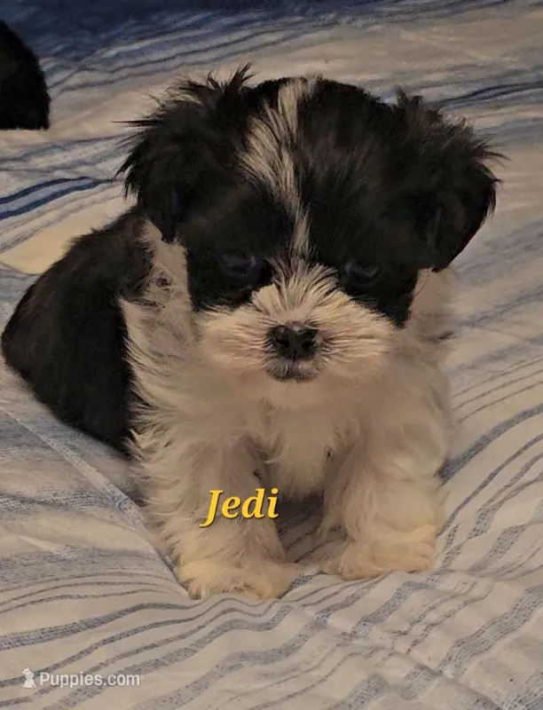 Jedi – Shih Tzu puppy for sale in Conroe, TX