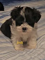 Jedi, a male Shih Tzu for sale in Conroe, TX – Photo 4 of 4