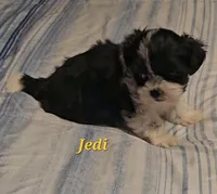 Jedi, a male Shih Tzu for sale in Conroe, TX – Photo 3 of 4