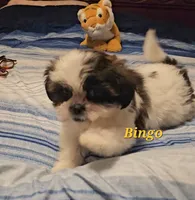 Bingo, a male Shih Tzu for sale in Conroe, TX – 9 of 9