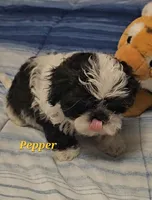 Pepper, a male Shih Tzu for sale in Conroe, TX – 2 of 8