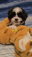 Jedi, a male Shih Tzu for sale in Conroe, TX – 6 of 8