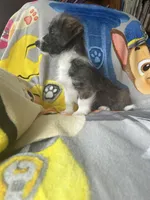 Solo, a male Pembroke Welsh Corgi and Shihpoo for sale in New Buffalo, MI – Photo 3 of 5