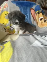 Solo, a male Pembroke Welsh Corgi and Shihpoo for sale in New Buffalo, MI – Photo 5 of 5