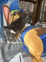 Solo, a male Pembroke Welsh Corgi and Shihpoo for sale in New Buffalo, MI – Photo 4 of 5