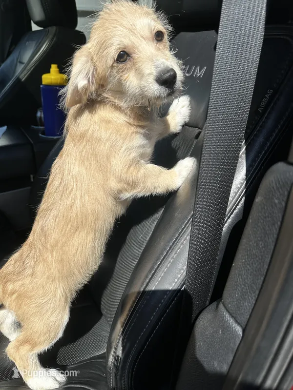 Coco – Pembroke Welsh Corgi, Shihpoo puppy for sale in New Buffalo, MI