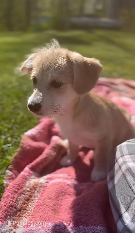 Coco – Pembroke Welsh Corgi, Shihpoo puppy for sale in New Buffalo, MI