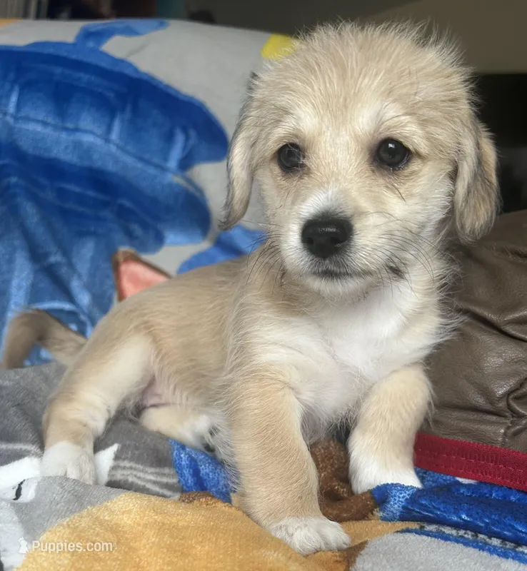 Coco – Pembroke Welsh Corgi puppy for sale in New Buffalo, MI