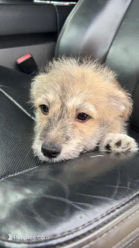 Otto – Pembroke Welsh Corgi, Shihpoo puppy for sale in New Buffalo, MI