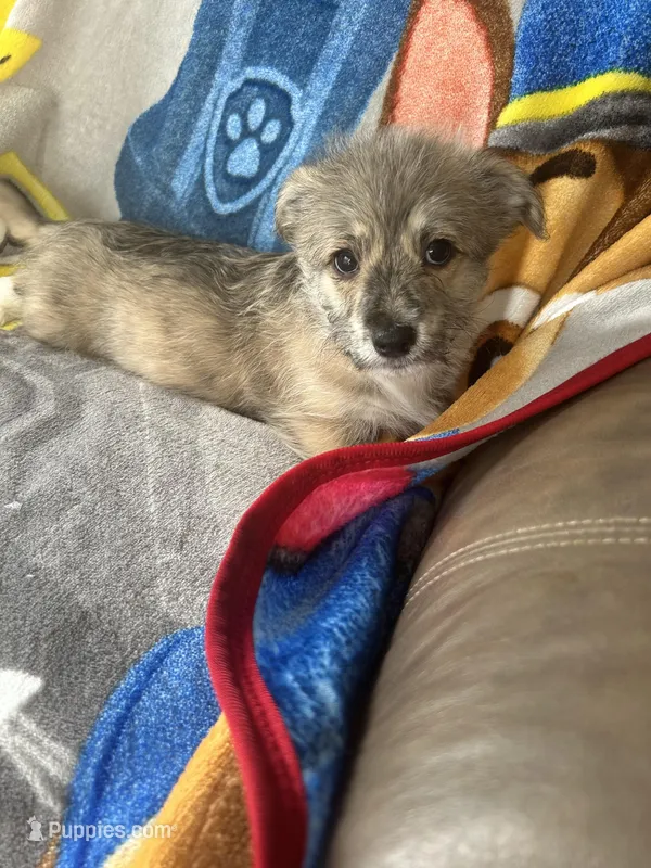 Otto – Pembroke Welsh Corgi, Shihpoo puppy for sale in New Buffalo, MI