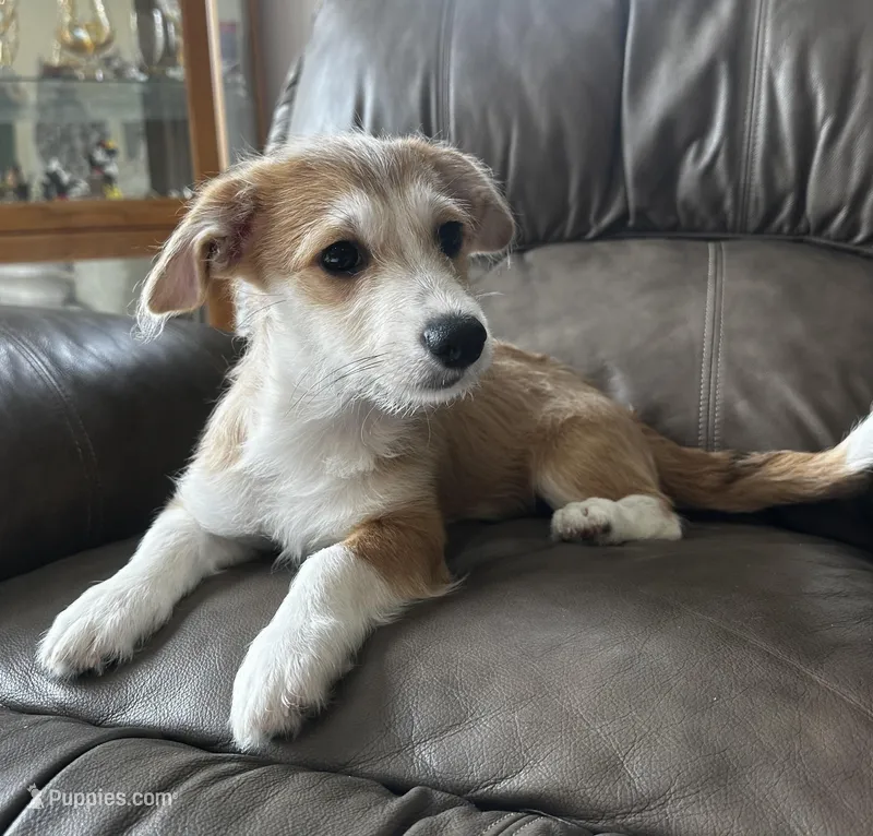 Te Te – Pembroke Welsh Corgi, Shihpoo puppy for sale in New Buffalo, MI