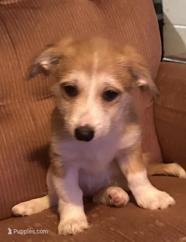Te Te – Pembroke Welsh Corgi, Shihpoo puppy for sale in New Buffalo, MI