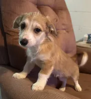 Te Te, a female Pembroke Welsh Corgi and Shihpoo for sale in New Buffalo, MI – Photo 3 of 3