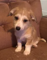 Te Te, a female Pembroke Welsh Corgi and Shihpoo for sale in New Buffalo, MI – Photo 2 of 3