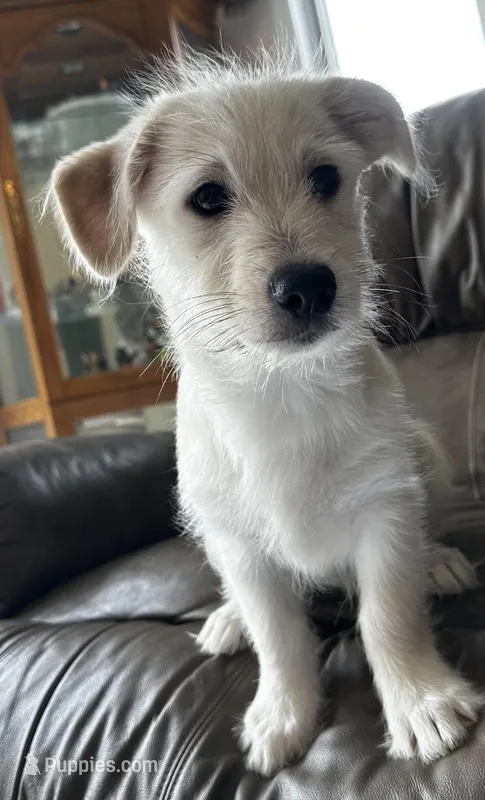 Shifty – Pembroke Welsh Corgi, Shihpoo puppy for sale in New Buffalo, MI