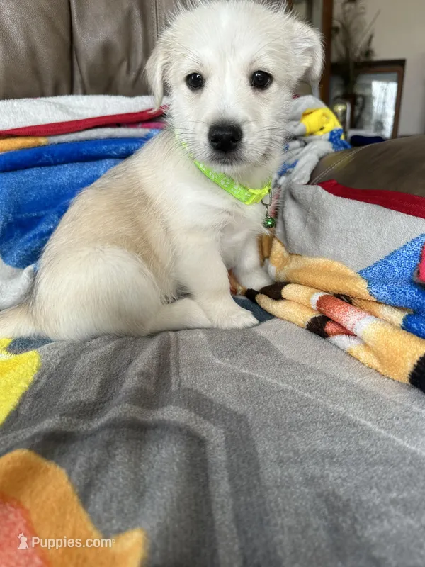 Shifty – Pembroke Welsh Corgi, Shihpoo puppy for sale in New Buffalo, MI
