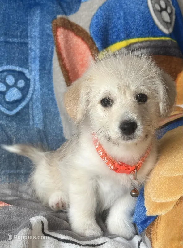 Stef – Pembroke Welsh Corgi, Shihpoo puppy for sale in New Buffalo, MI