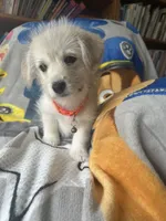 Stef, a female Pembroke Welsh Corgi and Shihpoo for sale in New Buffalo, MI – Photo 3 of 3