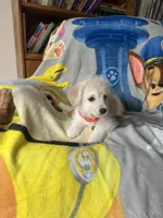 Stef, a female Pembroke Welsh Corgi and Shihpoo for sale in New Buffalo, MI – Photo 2 of 3