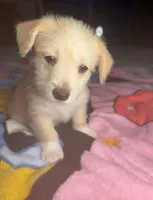 Marshmallow , a male Pembroke Welsh Corgi for sale in New Buffalo, MI – Photo 3 of 4