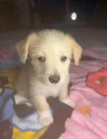 Marshmallow , a male Pembroke Welsh Corgi for sale in New Buffalo, MI – Photo 1 of 4