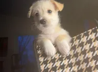 Marshmallow , a male Pembroke Welsh Corgi for sale in New Buffalo, MI – Photo 4 of 4