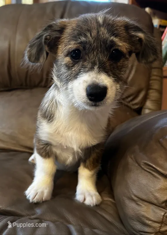 Cole – Pembroke Welsh Corgi, Shihpoo puppy for sale in New Buffalo, MI