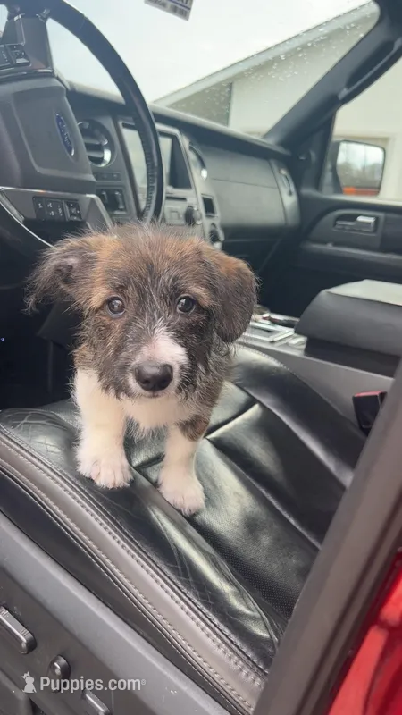 Solo – Pembroke Welsh Corgi, Shihpoo puppy for sale in New Buffalo, MI