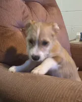 Brownie, a male Pembroke Welsh Corgi and Shihpoo for sale in New Buffalo, MI – Photo 2 of 3